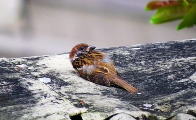 Contrary to popular belief, mother birds will not abandon their young due to the scent of humans. You should not, however, attempt to adopt baby birds. Call your local animal shelter.