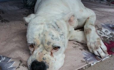 If your dog is acting sick or lethargic, it may have picked up a viral infection.