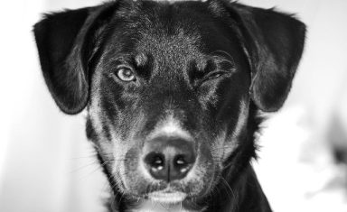 A dog that is squinting in one eye may have a serious condition called a corneal ulcer.