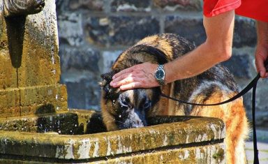 Always make sure your dog has access to water and shade during the summer.