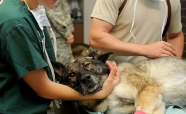 A dog in need of emergency care is being attended to by veterinarians.